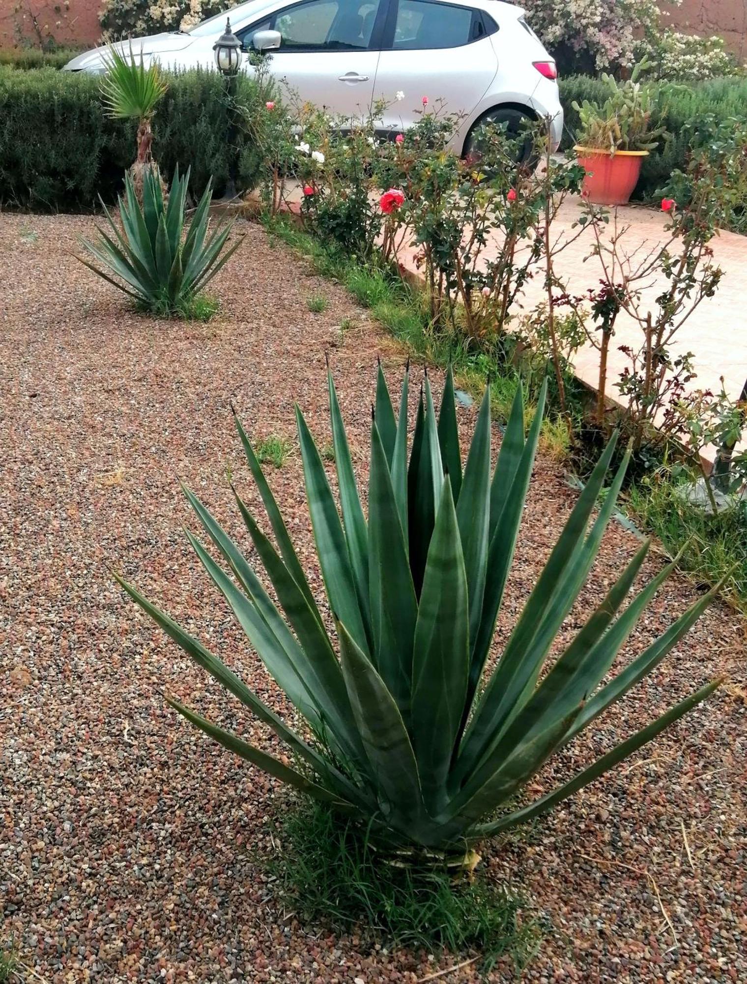 Riad Darga Rouge Ouled Bouzid Номер фото